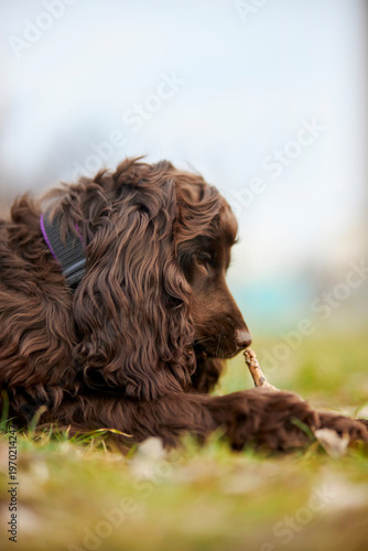 Young English Cocker Spaniel. Young dark brown English Cocker Spaniel lying on the grass and nibbling on a wooden stick. A English Cocker Spaniel lies on the grass in the park and gnaws on a stick