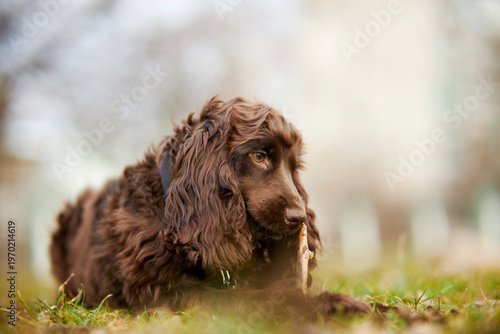 Young English Cocker Spaniel. Young dark brown English Cocker Spaniel lying on the grass and nibbling on a wooden stick. A English Cocker Spaniel lies on the grass in the park and gnaws on a stick