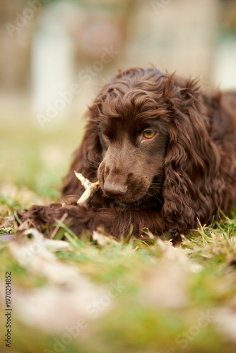 Young English Cocker Spaniel. Young dark brown English Cocker Spaniel lying on the grass and nibbling on a wooden stick. A English Cocker Spaniel lies on the grass in the park and gnaws on a stick