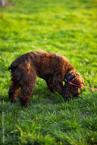 Portrait of a young English Cocker Spaniel. A young dark brown English Cocker Spaniel playing on the grass in a park. English Cocker Spaniel playing on the grass in a park