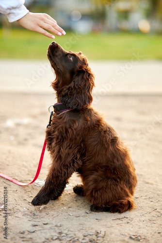 Portrait of a young English Cocker Spaniel. A young dark brown English Cocker Spaniel playing on the grass in a park. English Cocker Spaniel playing on the grass in a park