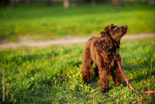 Portrait of a young English Cocker Spaniel. A young dark brown English Cocker Spaniel playing on the grass in a park. English Cocker Spaniel playing on the grass in a park