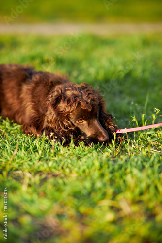 Young English Cocker Spaniel. Young dark brown English Cocker Spaniel lying on the grass and nibbling on a wooden stick. A English Cocker Spaniel lies on the grass in the park and gnaws on a stick