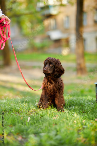 Portrait of a young English Cocker Spaniel. A young dark brown English Cocker Spaniel playing on the grass in a park. English Cocker Spaniel playing on the grass in a park