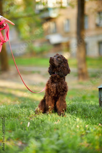 Portrait of a young English Cocker Spaniel. A young dark brown English Cocker Spaniel playing on the grass in a park. English Cocker Spaniel playing on the grass in a park