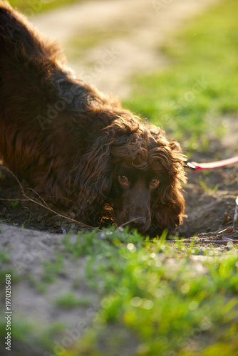 Portrait of a young English Cocker Spaniel. A young dark brown English Cocker Spaniel playing on the grass in a park. English Cocker Spaniel playing on the grass in a park