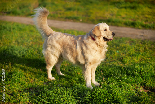 golden retriever stands in the park on a green lawn. Happy golden retriever standing on green grass on a sunny day close-up. Joyful smiling dog wags its tail in summer nature. Happy Golden retriever.