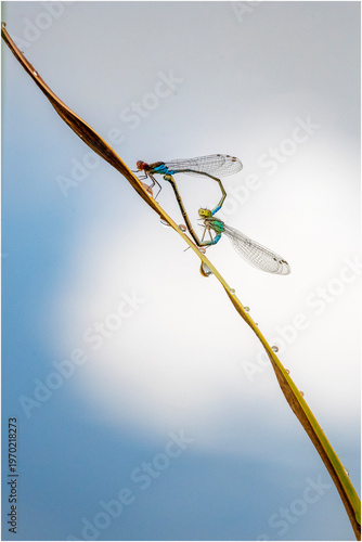 Kleine Granataugen (Erythromma viridulum)