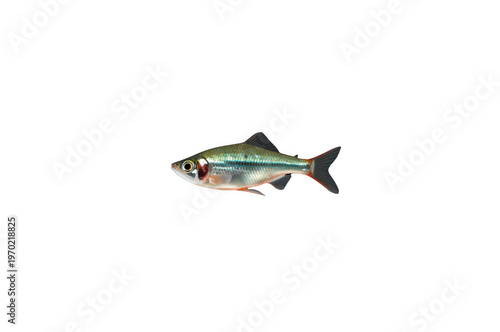 Small silver minnow fish swimming on transparent background