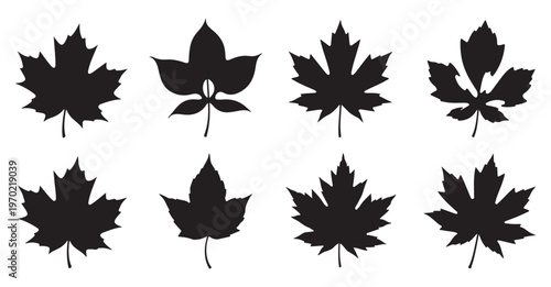 Collection of black maple leaf shapes isolated on white background for autumn and fall design elements