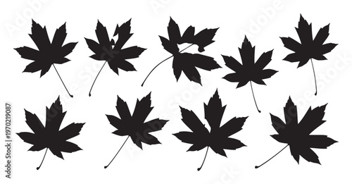 Ten different black maple leaf silhouettes on white background for autumn and fall season design