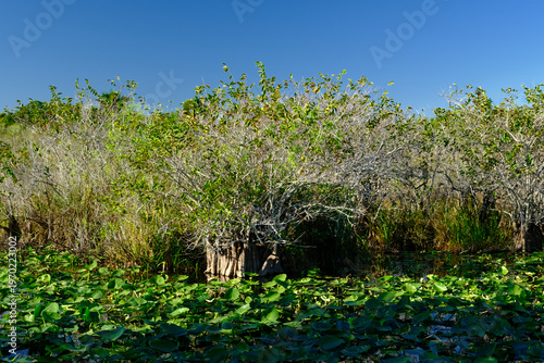 Cypress trees and lillies in the shallow waters of the Florida Everglades