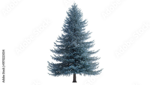 Isolated blue spruce evergreen tree, beautiful conifer, nature object ready for easy design