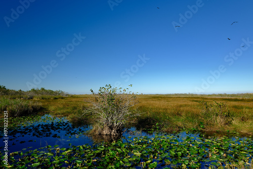 Cypress trees and birds flying around the beautiful sawgrass lands of the Florida Everglades