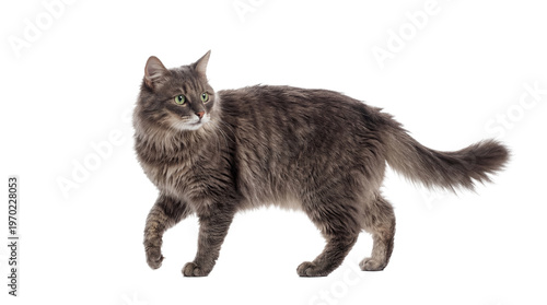 A magnificent Maine Coon cat with luxurious grey fur, walking elegantly.