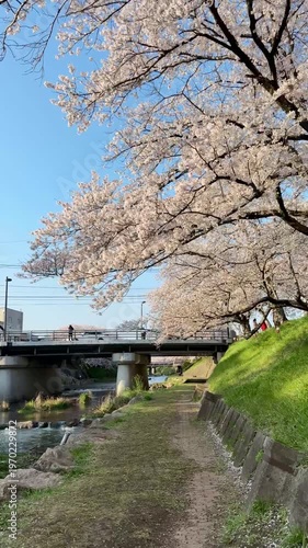 POV walking under cherry blossom trees along a river in Japan vertical 4K video 03