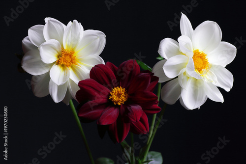 Flowers in a vase on dark moody black background, beautiful romantic composition for celebtarion design and concept, closeup of floral banner