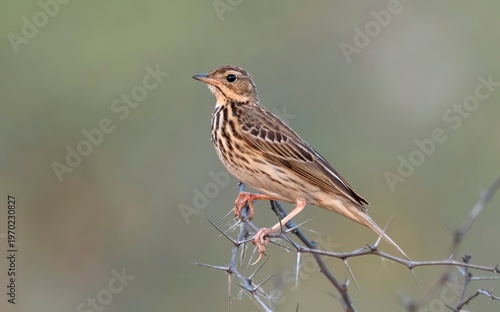 Photography Tree Pipit (Anthus trivialis) photographed in the Nalsarovar Bird Sanctuary, Ahmedabad, Gujarat, India