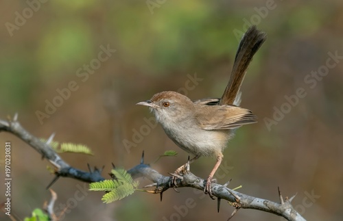 Rufous-fronted prinia (Prinia buchanani) captured at Nalsarovar Bird Sanctuary, Ahmedabad, India.