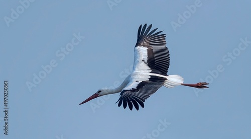 Schilderij op canvas A White Stork (Ciconia ciconia) spotted in Bhigwan, Maharashtra, India