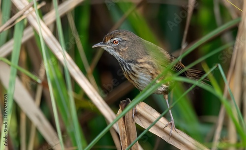 Obraz na płótnie A Pseudoyersinia marshalli, commonly known as Marsh Babbler, observed in Dibru-Saikhowa National Park, Assam, India