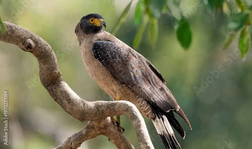 An image of a Crested Serpent Eagle (Spilornis cheela) in its natural habitat within the Rajaji Tiger Reserve, Uttarakhand, India.