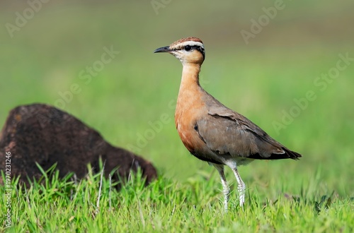 Canvas Print The Indian Courser (Cursorius coromandelicus), a local bird species, captured in its natural habitat in Bhigwan, Maharashtra, India