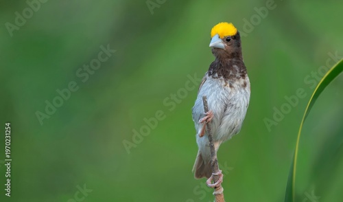 Photography Black-breasted Weaver (Ploceus benghalensis) observed in Nalsarovar Bird Sanctuary, Ahmedabad, India