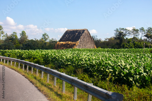 Quadro em tela plantation-tobacco-cuba-pinar-del-rio