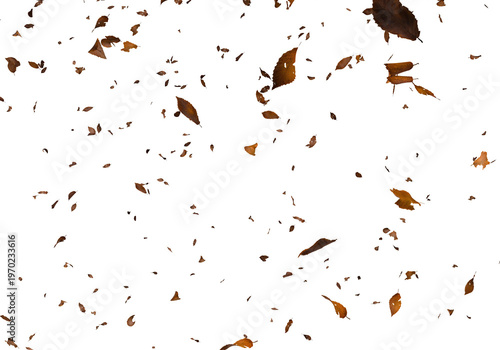 Falling autumn leaves swirl and cascade against a stark completely black background