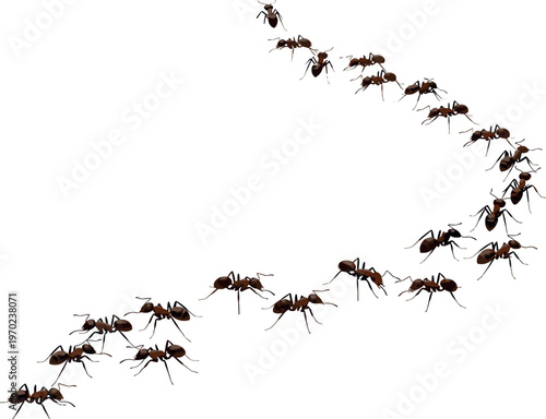 Ant trail vector illustration with realistic brown ants marching in curved line, colony movement and teamwork concept isolated design