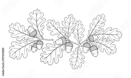 Black and white line of oak leaves and acorns a branch nature