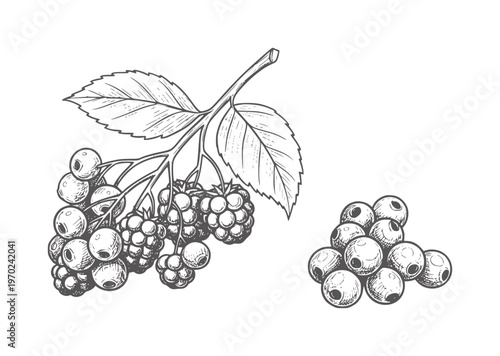 Black and white of raspberries a branch and a pile of blueberries berry fruit food