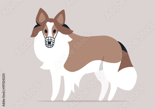 Beautiful sheltie in a stylish muzzle showing elegance and poise in a cozy indoor setting