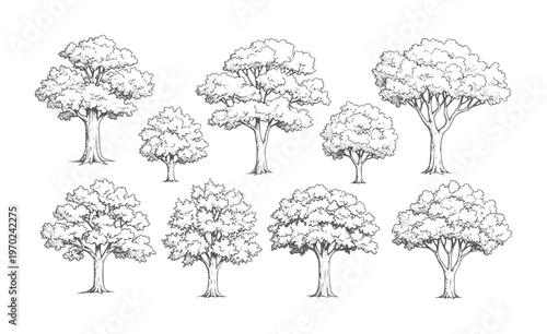Collection of eight hand drawn deciduous trees in style nature foliage 1 branches