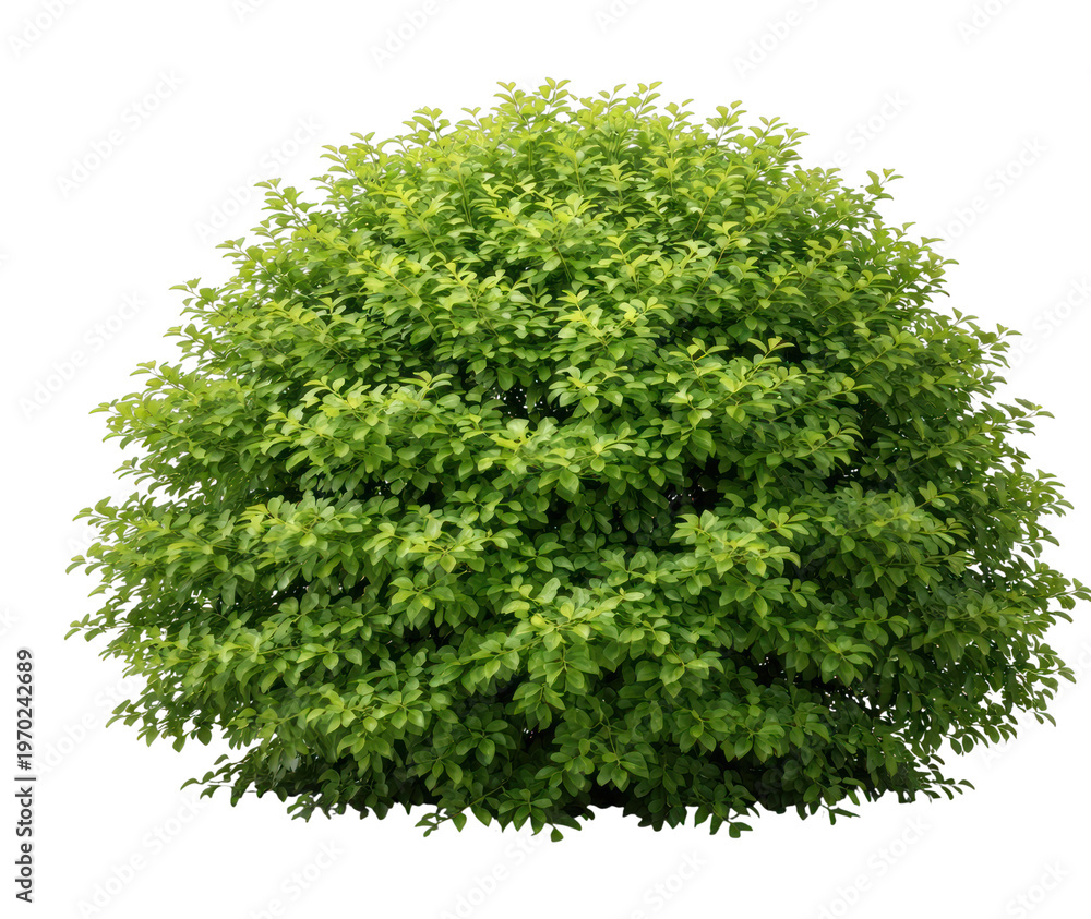 Obraz premium PNG Lush green bush isolated background