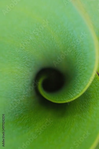 Fibonacci essence in nature; the growth spiral of the tulip leaf	