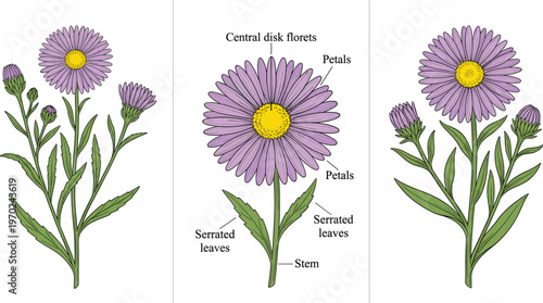 Purple aster flower anatomy set with central disk florets, petals, and serrated leaves, vector illustration collection