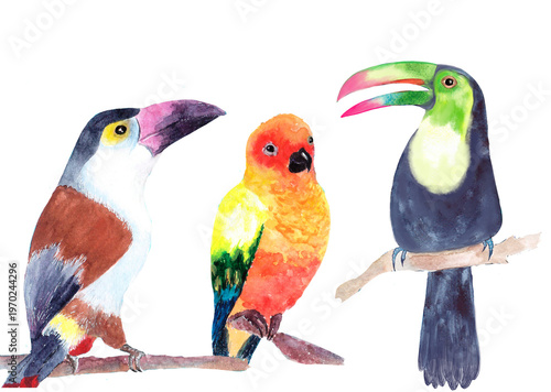 ​Watercolor tropical bird set featuring exotic toucans and sun conure parrot, hand-painted avian illustrations isolated on white background.