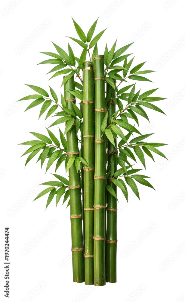Fototapeta premium PNG Lush green bamboo plant illustration.