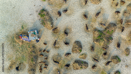 Obraz na płótnie Water buffaloes grazing on a dry sandy field during a hot day, with a small make