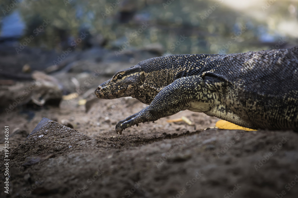 Obraz premium Asian water monitor (Varanus salvator) in its natural habitat