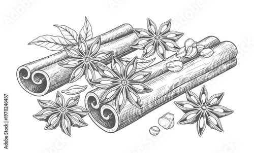 Hand drawn of star anise and cinnamon sticks with coffee beans
