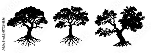 Oak tree with roots silhouette set with darkened bark texture and expansive root network featuring tree, oak, nature, botanical line art with black and white and illustration