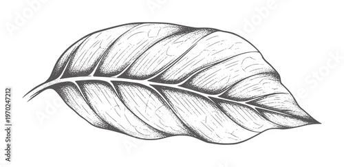 Monochrome of a single leaf with visible veins and texture botanical