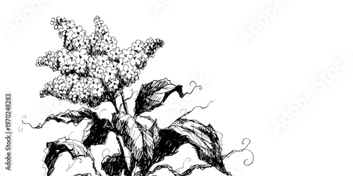 Black and white illustration of flowering plant with detailed leaves  