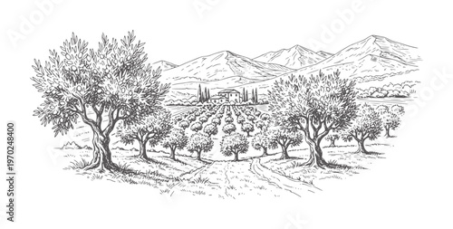 Rural landscape with olive grove and distant mountains and villa tree