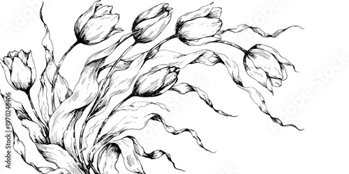 Black and white illustration of tulips with flowing leaves  