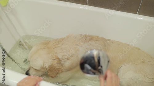 The owner bathes the golden retriever in the bathtub after a walk. A Golden Retriever dog washes in the bathroom after a walk. Golden Retriever dog patiently taking shower in the bathroom after a walk