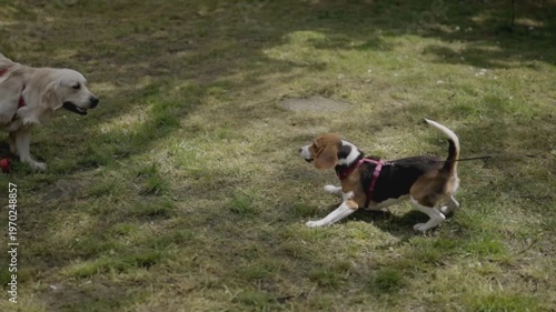 A young beagle plays with a golden retriever, jumping and playing while walking in the park. The beagle meets the retriever, sniff each other and play together in the walking area.